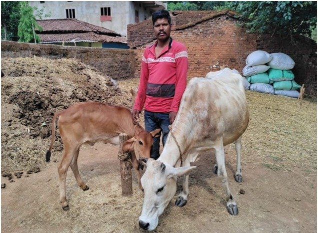 जशपुर: 1 लीटर दूध से 18 लीटर तक का सफर, सरकारी योजना ने बदली सुखसागर की किस्मत