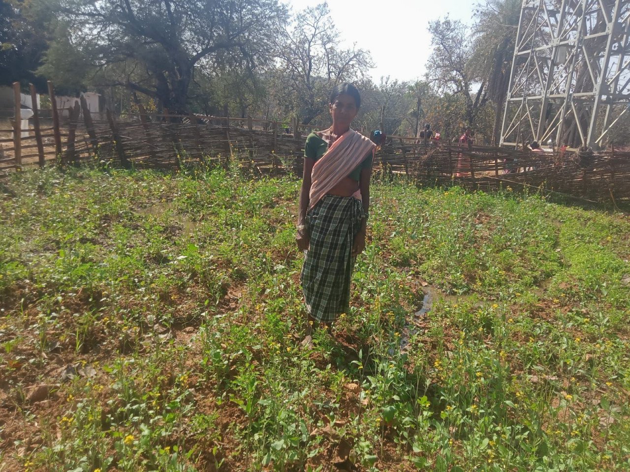 बीजापुर: महतारी वंदन योजना ने बदली सुखी पुनेम की दुनिया, ‘किचन गार्डन’ से बनीं आत्मनिर्भरता की मिसाल